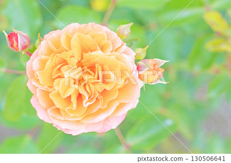 Flowers around the house, various in all seasons. Beautiful, pure flowers add color to the rose garden flowerbed in early summer. 130506641