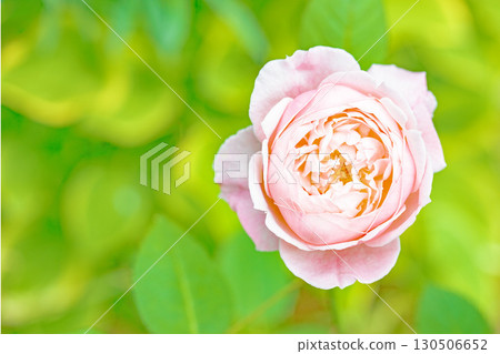 Flowers around the house, various in all seasons. Beautiful, pure flowers add color to the rose garden flowerbed in early summer. 130506652
