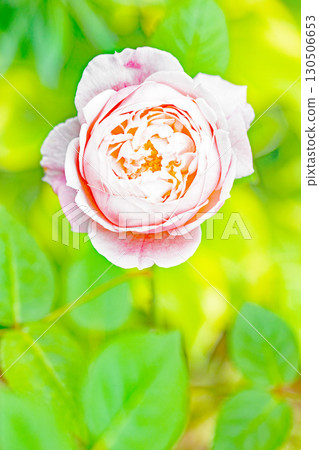 Flowers around the house, various in all seasons. Beautiful, pure flowers add color to the rose garden flowerbed in early summer. 130506653