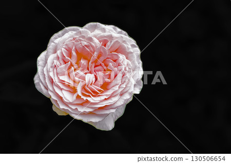 Flowers around the house, various in all seasons. Beautiful, pure flowers add color to the rose garden flowerbed in early summer. Flowers around the house, various in all seasons. Beautiful, pure flowers add color to the rose garden flowerbed in early summer. 130506654