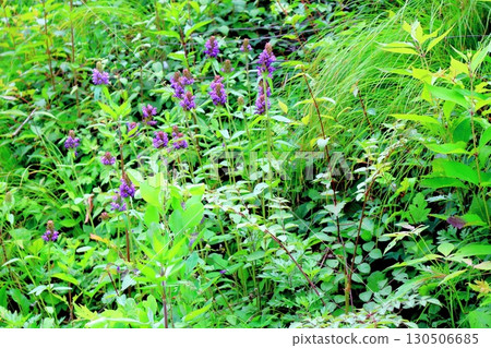 夏枯草 信州之花 夏枯草 信州之花 130506685