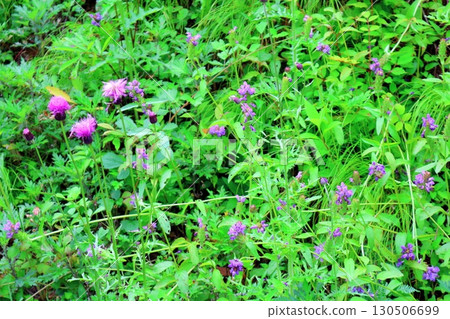 Prunella vulgaris Flowers of Shinshu Prunella vulgaris Flowers of Shinshu 130506699