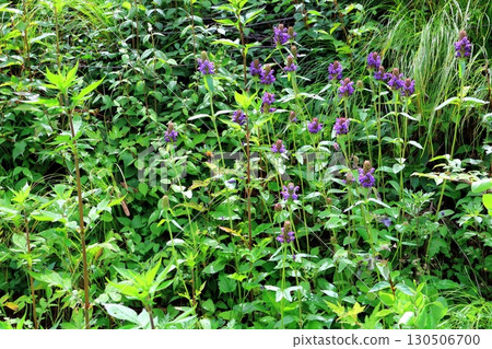 Prunella vulgaris Flowers of Shinshu Prunella vulgaris Flowers of Shinshu 130506700