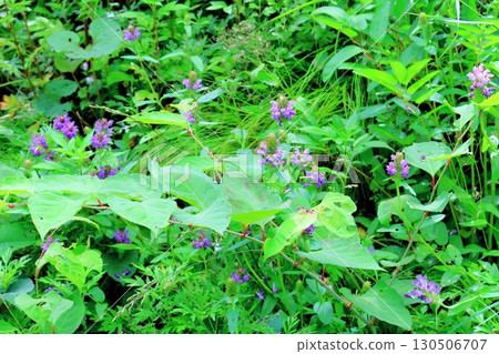 Prunella vulgaris Flowers of Shinshu 130506707