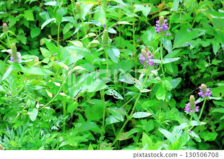 Prunella vulgaris Flowers of Shinshu 130506708