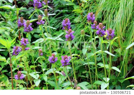 Prunella vulgaris Flowers of Shinshu 130506721