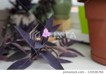 Purple tradescantia plant with delicate pink flower indoors Purple tradescantia plant with delicate pink flower indoors 130506760