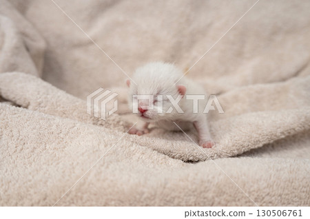 Newborn kitten on soft blanket with eyes closed Newborn kitten on soft blanket with eyes closed 130506761