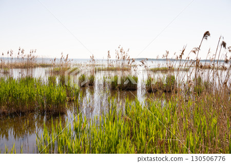 Serene wetland landscape with lush green reeds and calm water Serene wetland landscape with lush green reeds and calm water 130506776