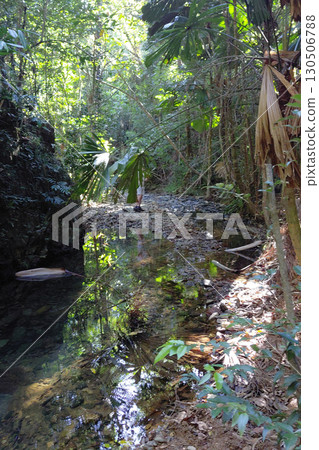 Tropical forest stream with male explorer amidst dense greenery in sunlight Tropical forest stream with male explorer amidst dense greenery in sunlight 130506788
