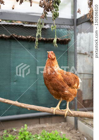 Brown hen in coop perched on branch with green background Brown hen in coop perched on branch with green background 130506810