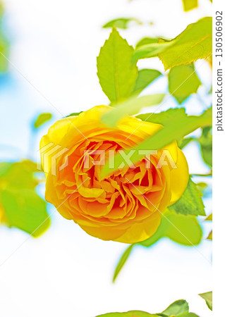 Flowers around the house, various in all seasons. Beautiful, pure flowers add color to the rose garden flowerbed in early summer. 130506902