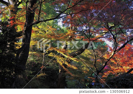 Beautiful backlit shot of yellow leaves Late autumn background material 1 130506912