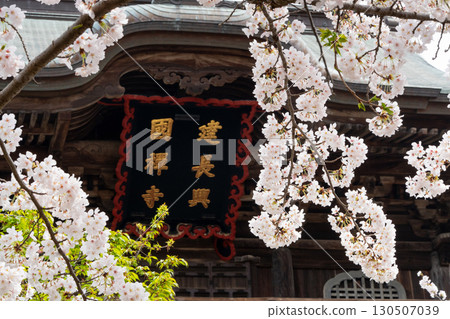 櫻花環繞的建長寺-鎌倉的春天景色 櫻花環繞的建長寺-鎌倉的春天景色 130507039