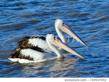 Memories of Cairns, Australia. Black-capped pelican. 130507042