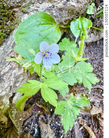 源之翔子_現在的痕跡_源之翔子的白花_日本的野花 源之翔子_現在的痕跡_源之翔子的白花_日本的野花 130507114