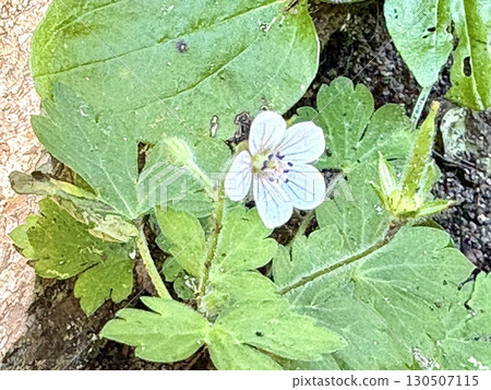 Gennoshoko_ Evidence of the Present_White Flowers of Gennoshoko_Japanese Wildflowers 130507115