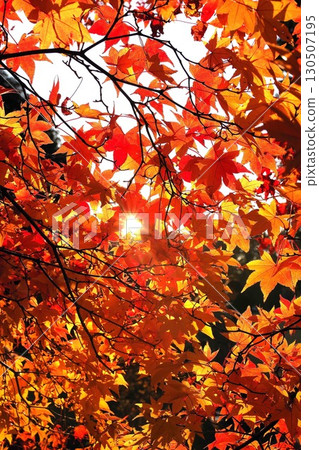 深秋日本楓葉背景材料 2 深秋日本楓葉背景材料 2 130507195