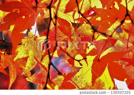Late Autumn Japanese Maple Leaves Background Material 8 130507201