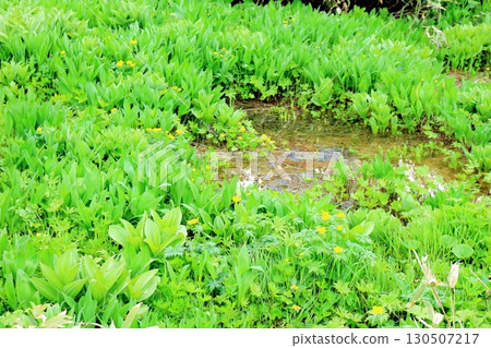 Tsugaike Nature Park in June, Part 2, Part 1 Tsugaike Nature Park in Spring Shinshu Nature Shinshu Scenery 130507217