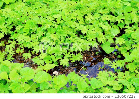 六月的栂池自然公園 第二部分 第一部分 春季的梔池自然公園 信州的自然風光 信州的風景 六月的栂池自然公園 第二部分 第一部分 春季的梔池自然公園 信州的自然風光 信州的風景 130507222