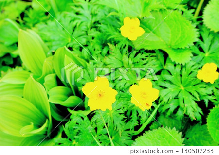 六月的栂池自然公園 第二部分 第一部分 春季的梔池自然公園 信州的自然風光 信州的風景 130507233