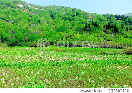 Tsugaike Nature Park in June, Part 2, Part 1 Tsugaike Nature Park in Spring Shinshu Nature Shinshu Scenery 130507306
