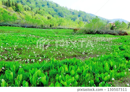 六月的栂池自然公園 第二部分 第一部分 春季的梔池自然公園 信州的自然風光 信州的風景 六月的栂池自然公園 第二部分 第一部分 春季的梔池自然公園 信州的自然風光 信州的風景 130507311