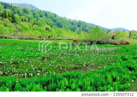 六月的栂池自然公園 第二部分 第一部分 春季的梔池自然公園 信州的自然風光 信州的風景 130507312