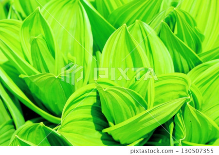 六月的栂池自然公園 第二部分 第一部分 春季的梔池自然公園 信州的自然風光 信州的風景 130507355