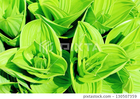 六月的栂池自然公園 第二部分 第一部分 春季的梔池自然公園 信州的自然風光 信州的風景 六月的栂池自然公園 第二部分 第一部分 春季的梔池自然公園 信州的自然風光 信州的風景 130507359