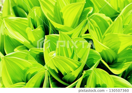 六月的栂池自然公園 第二部分 第一部分 春季的梔池自然公園 信州的自然風光 信州的風景 130507360