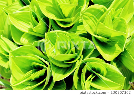 Tsugaike Nature Park in June, Part 2, Part 1 Tsugaike Nature Park in Spring Shinshu Nature Shinshu Scenery 130507362