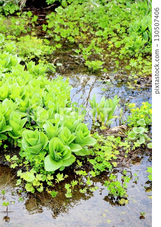 Tsugaike Nature Park in June, Part 2, Part 1 Tsugaike Nature Park in Spring Shinshu Nature Shinshu Scenery 130507406