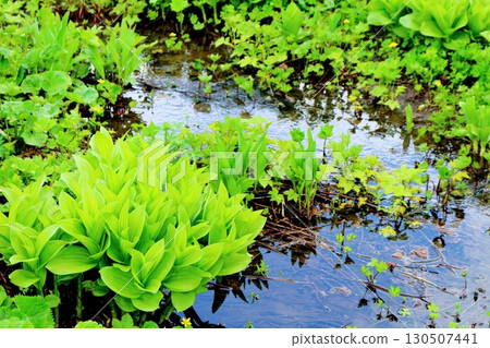 六月的栂池自然公園 第二部分 第一部分 春季的梔池自然公園 信州的自然風光 信州的風景 六月的栂池自然公園 第二部分 第一部分 春季的梔池自然公園 信州的自然風光 信州的風景 130507441