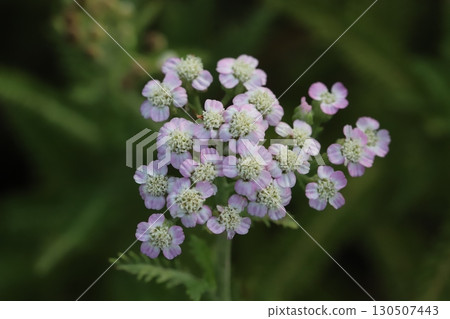 Light pink and white yarrow flowers blooming in a summer garden Light pink and white yarrow flowers blooming in a summer garden 130507443