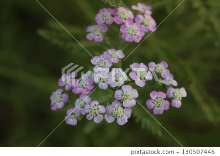 Light pink and white yarrow flowers blooming in a summer garden Light pink and white yarrow flowers blooming in a summer garden 130507446