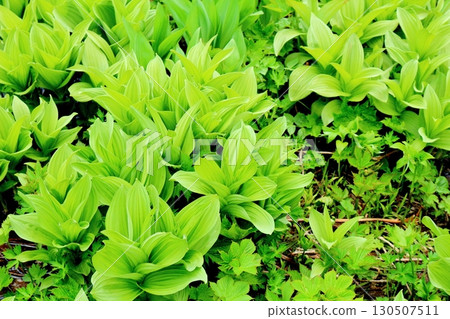 Tsugaike Nature Park in June, Part 2, Part 1 Tsugaike Nature Park in Spring Shinshu Nature Shinshu Scenery 130507511