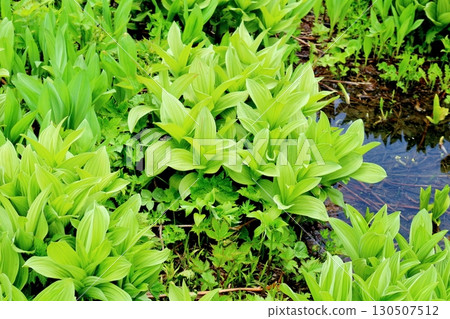 六月的栂池自然公園 第二部分 第一部分 春季的梔池自然公園 信州的自然風光 信州的風景 130507512