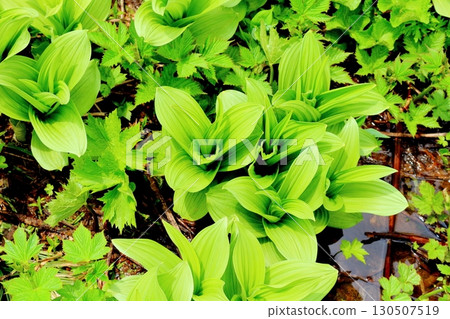 六月的栂池自然公園 第二部分 第一部分 春季的梔池自然公園 信州的自然風光 信州的風景 六月的栂池自然公園 第二部分 第一部分 春季的梔池自然公園 信州的自然風光 信州的風景 130507519