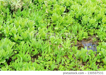 Tsugaike Nature Park in June, Part 2, Part 1 Tsugaike Nature Park in Spring Shinshu Nature Shinshu Scenery Tsugaike Nature Park in June, Part 2, Part 1 Tsugaike Nature Park in Spring Shinshu Nature Shinshu Scenery 130507531