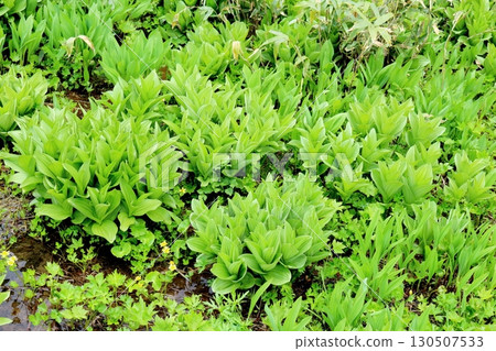 六月的栂池自然公園 第二部分 第一部分 春季的梔池自然公園 信州的自然風光 信州的風景 130507533