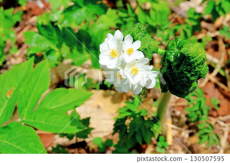 六月的栂池自然公園 第二部分 第一部分 春季的梔池自然公園 信州的自然風光 信州的風景 130507595