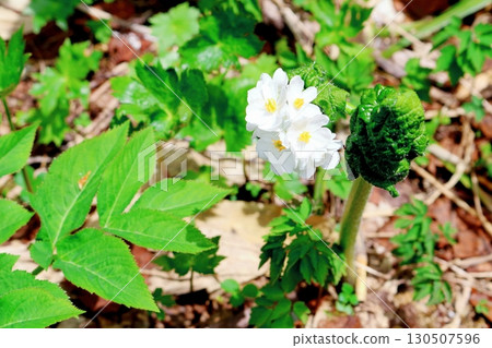 六月的栂池自然公園 第二部分 第一部分 春季的梔池自然公園 信州的自然風光 信州的風景 130507596