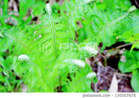 Tsugaike Nature Park in June, Part 2, Part 1 Tsugaike Nature Park in Spring Shinshu Nature Shinshu Scenery 130507678