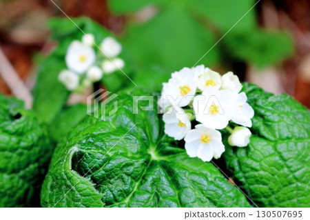 六月的栂池自然公園 第二部分 第一部分 春季的梔池自然公園 信州的自然風光 信州的風景 130507695