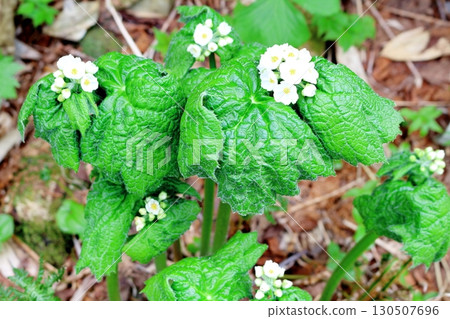 Tsugaike Nature Park in June, Part 2, Part 1 Tsugaike Nature Park in Spring Shinshu Nature Shinshu Scenery 130507696