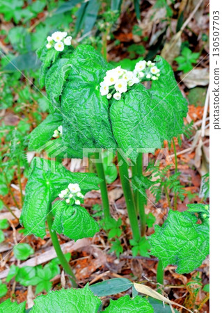 六月的栂池自然公園 第二部分 第一部分 春季的梔池自然公園 信州的自然風光 信州的風景 六月的栂池自然公園 第二部分 第一部分 春季的梔池自然公園 信州的自然風光 信州的風景 130507703