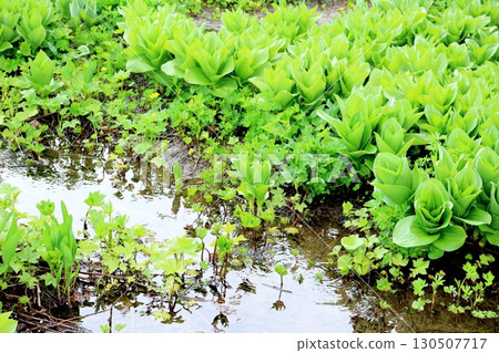 Tsugaike Nature Park in June, Part 2, Part 1 Tsugaike Nature Park in Spring Shinshu Nature Shinshu Scenery 130507717