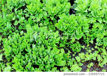 Tsugaike Nature Park in June, Part 2, Part 1 Tsugaike Nature Park in Spring Shinshu Nature Shinshu Scenery 130507723